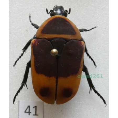 Pachnoda marginata peregrina Kolbe, 1906 ex. ovo Czad41